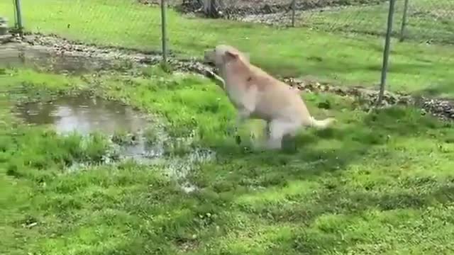 Blind dog after discovering puddle.