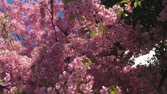 Kawazu cherry blossoms in full bloom