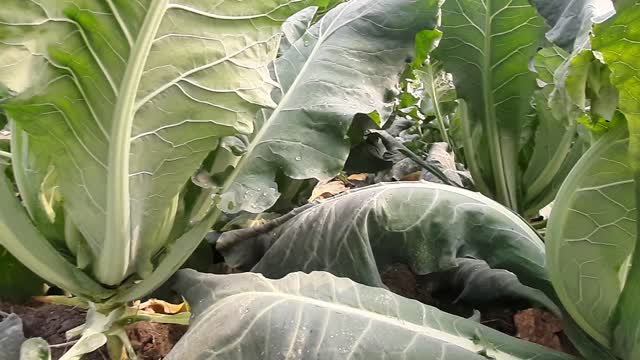 broccoli plant in village | Village Agriculture