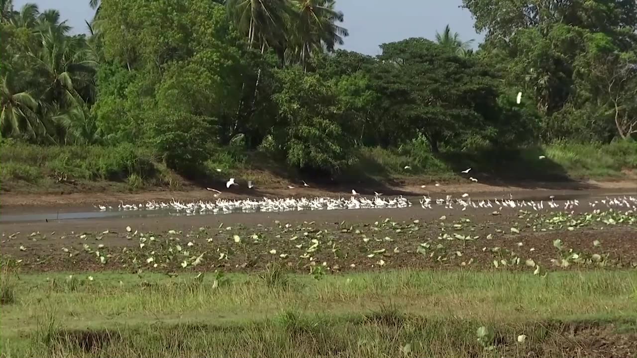 Drought hurts Sri Lanka's economic revival hopes