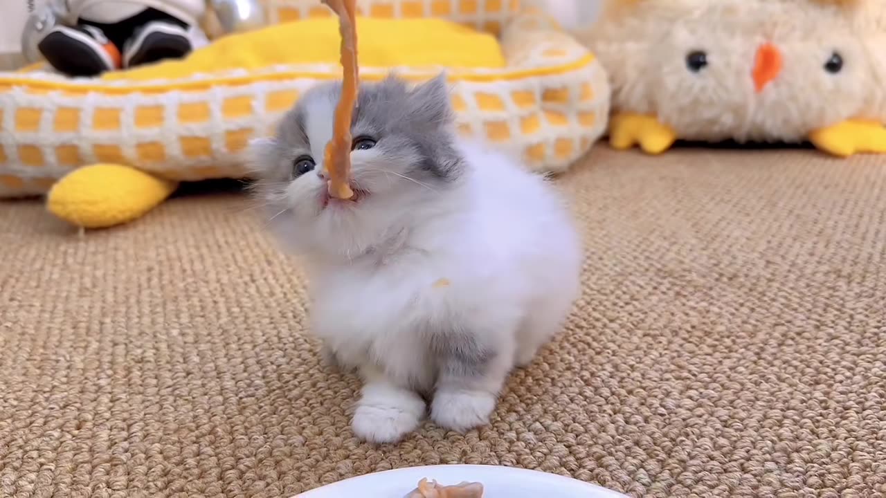 The kitten ate salmon for the first time. The cat said: It’s delicious!