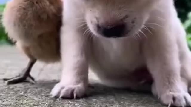 Tik tok video status| Cute puppy status | Cute puppy whatsapp status video