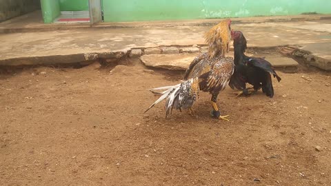 Brazilian Fighting Roosters Training