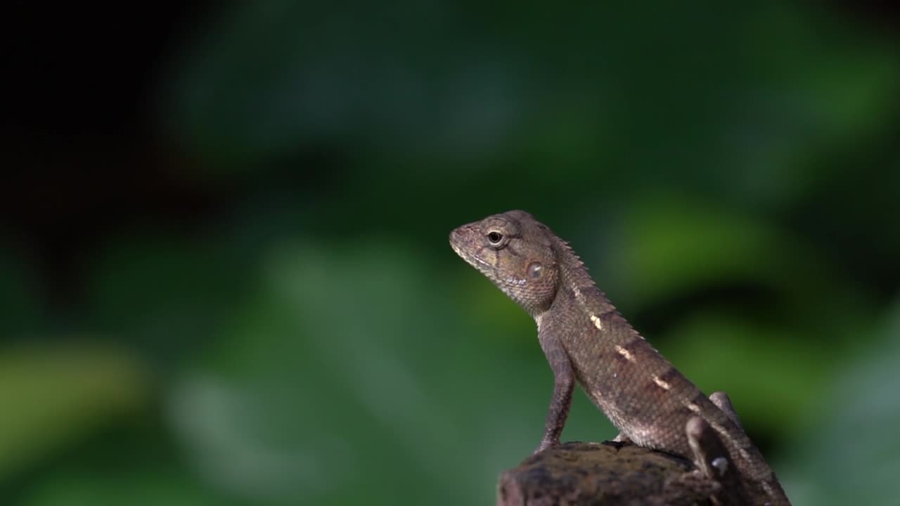 strange iguana