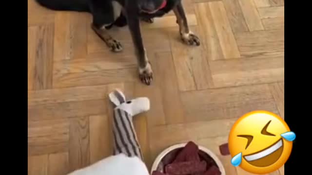 Dogs Funny moment #laugh