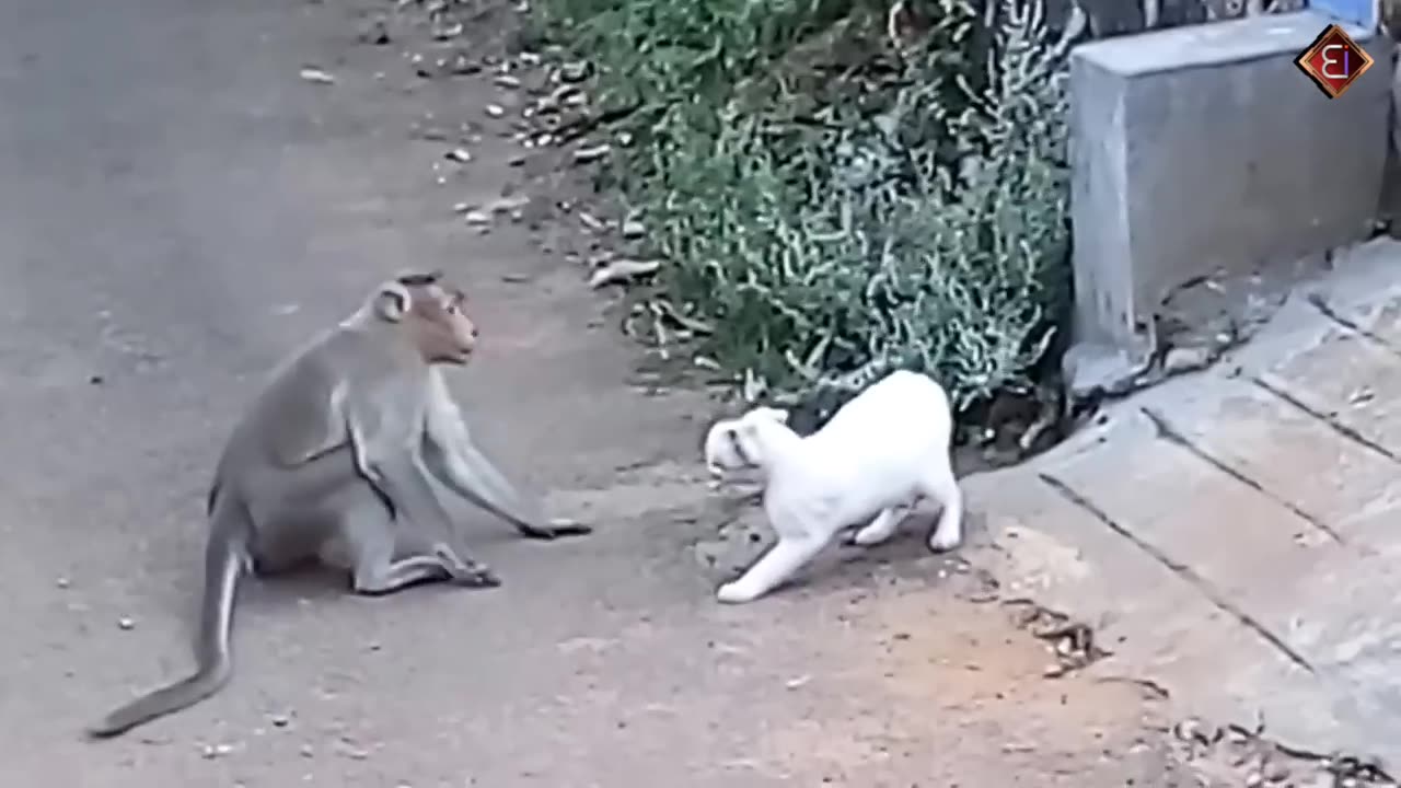 funny monkey