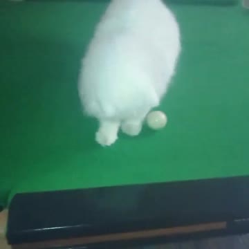 Naughty cat ,She is doing 👍 job