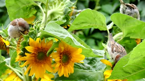 Birds eating