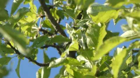 Parula Warbler Feeding During Migration Video