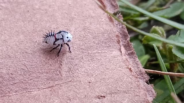 strange micro alien insect in my backyard