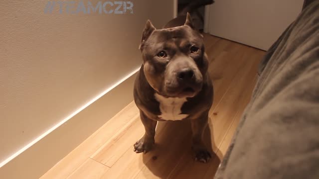 dog Czr. American Bully is so smart!