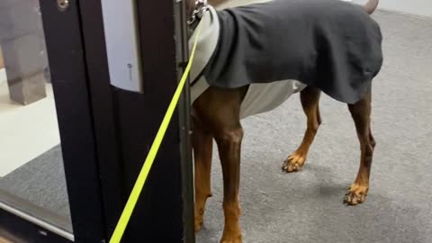 Dog Doesn't Believe the Door is Open