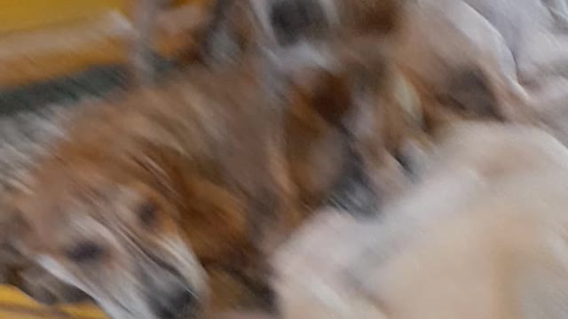 Animals beautiful video