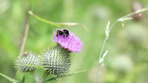 Relaxing Music | Sleeping, Meditation, Stress Relief | [5995] ⭐️