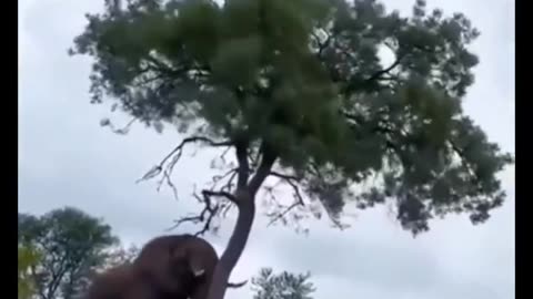 #funny #animals #nature #prank