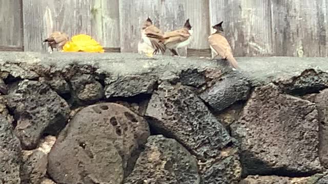 Red Whiskered Bulbuls 1 parent with 3 babies