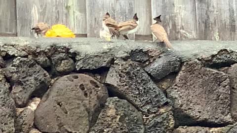 Red Whiskered Bulbuls 1 parent with 3 babies