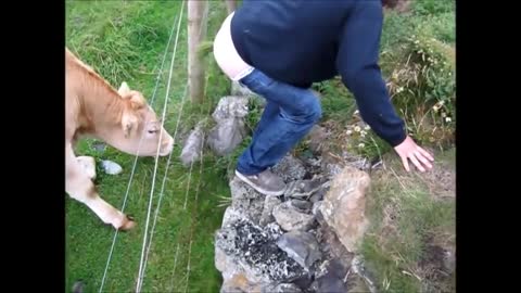 Cow Kisses Man's Cheek