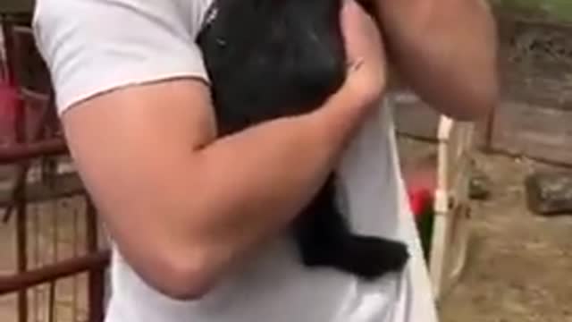 Baby Goats Line Up To Get Hug