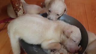 Tired Pup Falls Asleep in Food Bowl