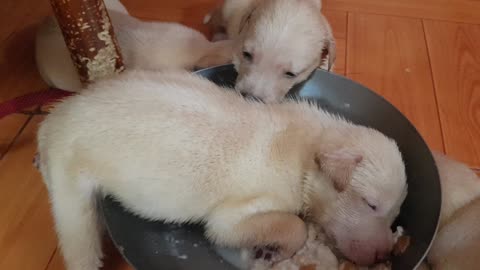 Tired Pup Falls Asleep in Food Bowl