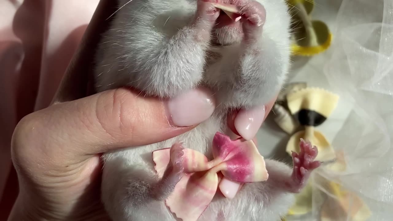 Tiny mouse, big appetite: the bow-tie cookie Feast