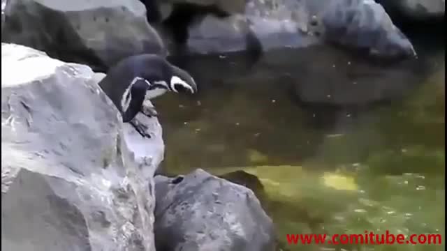 Funny penguins situations are very funny