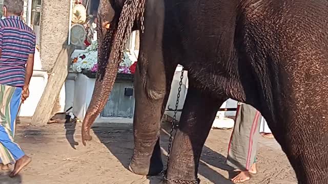 Elephant