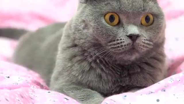 Multiple poses for cats on the bed!