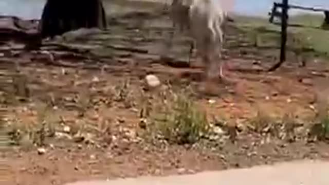Best of these amazing funny animals 2022_batch