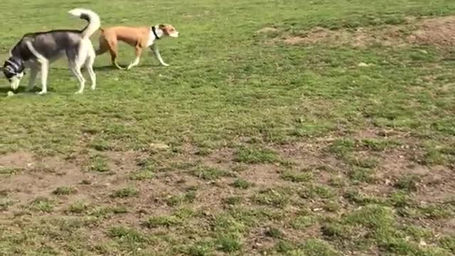 Two grey huskies playing with one another outside