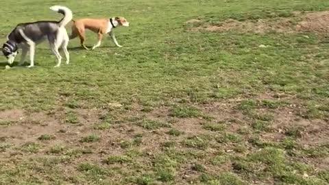 Two grey huskies playing with one another outside