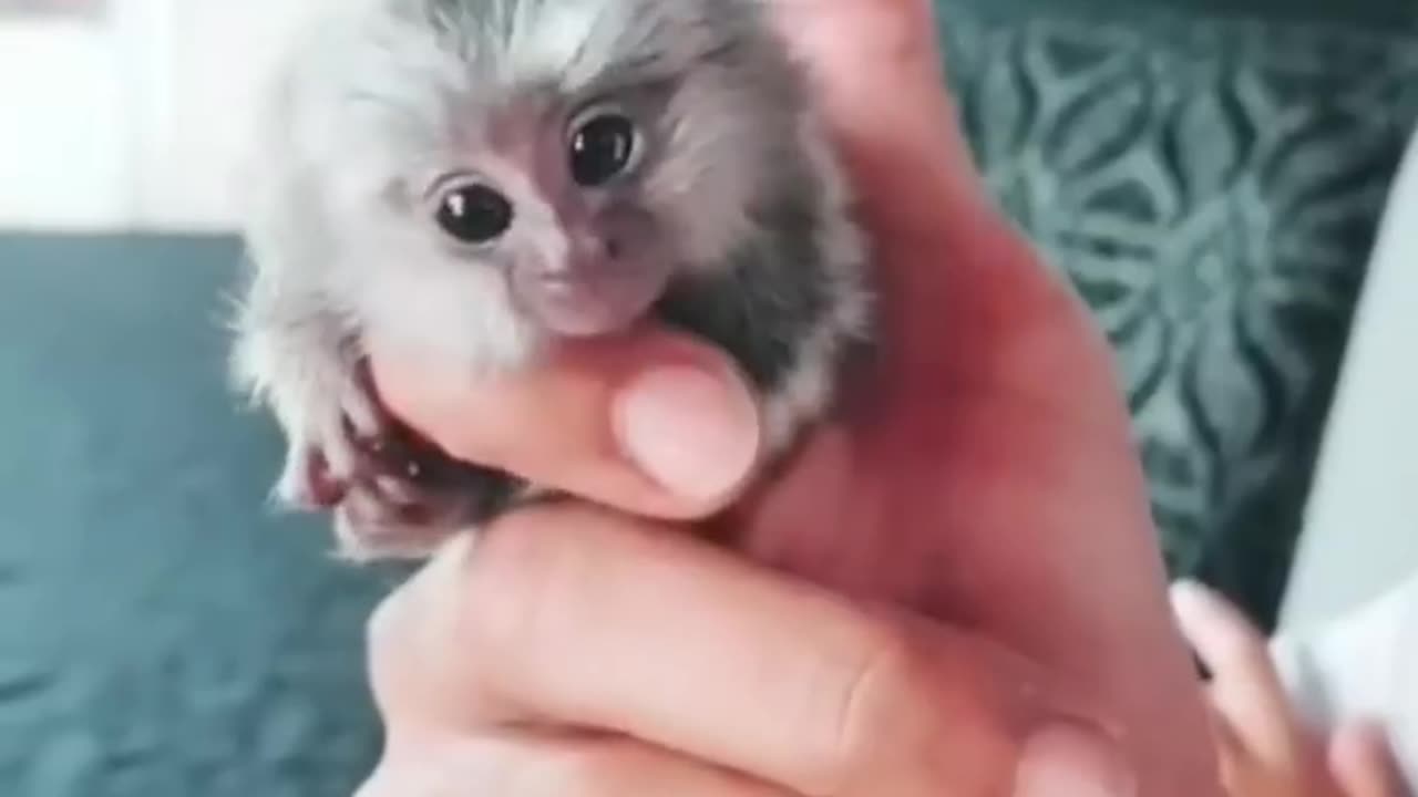 Small and cute pet