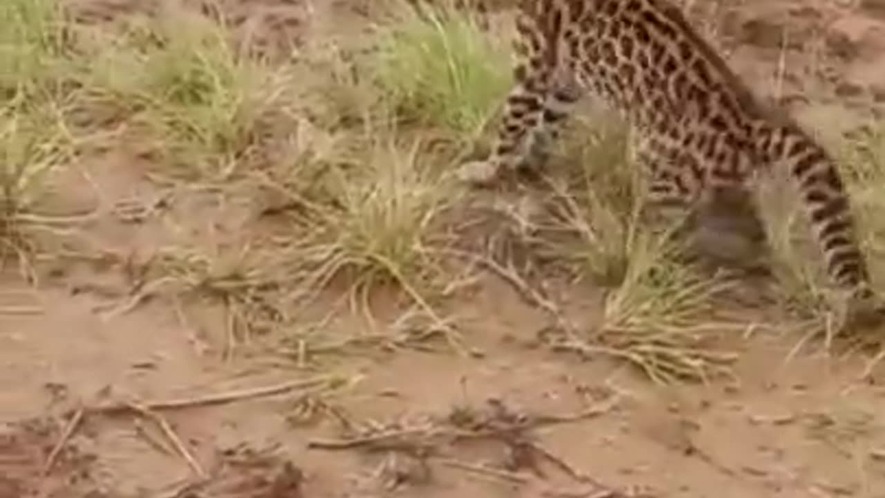 margay feline
