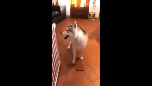 Siberian Husky - Cute Funny Pets