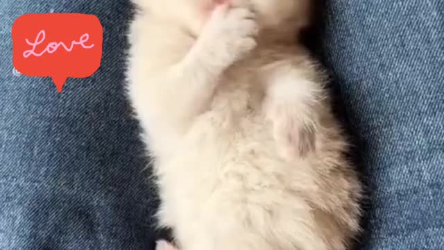 Cutie cat