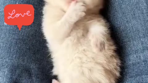 Cutie cat