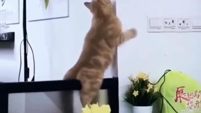 Baby Cats - Cute and 😂 Funny Cat Videos Compilation 🐈 #8 || Cutest Kitten