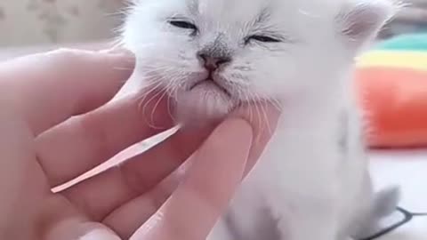 funny Cat Clip