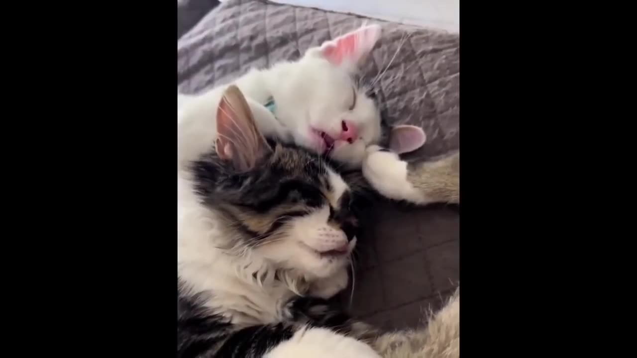 Funny cat video compilation 🤣