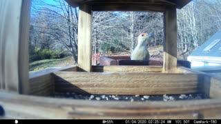 Bird Camera Continues part 2 11/9/2021