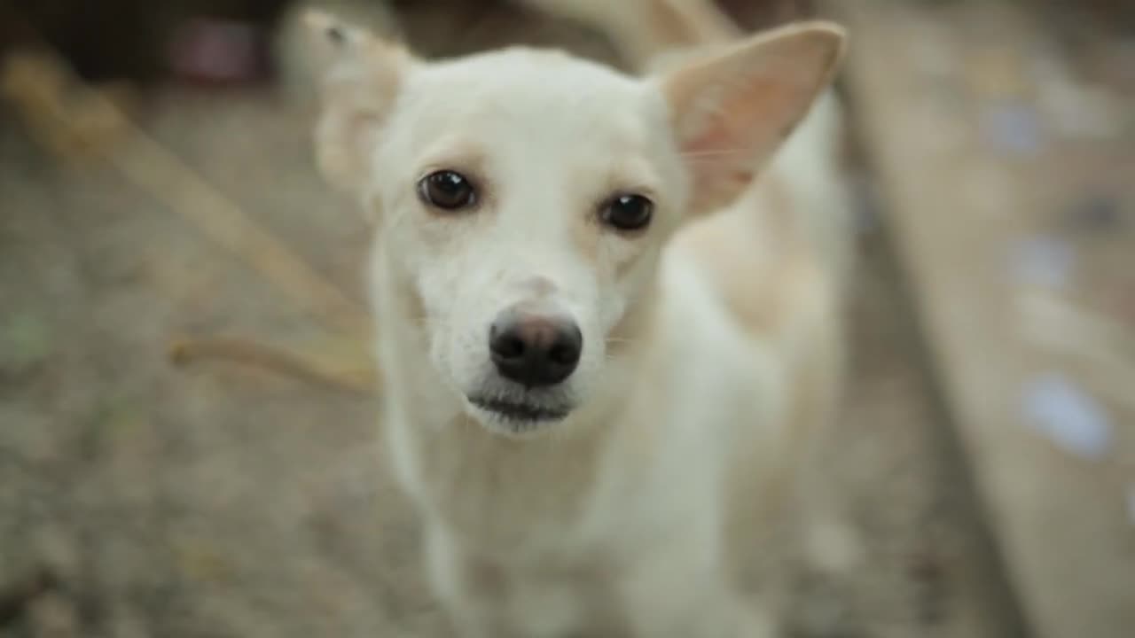 Dog | Cute Dog |