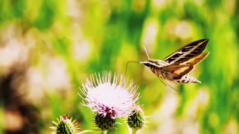 Little colibri