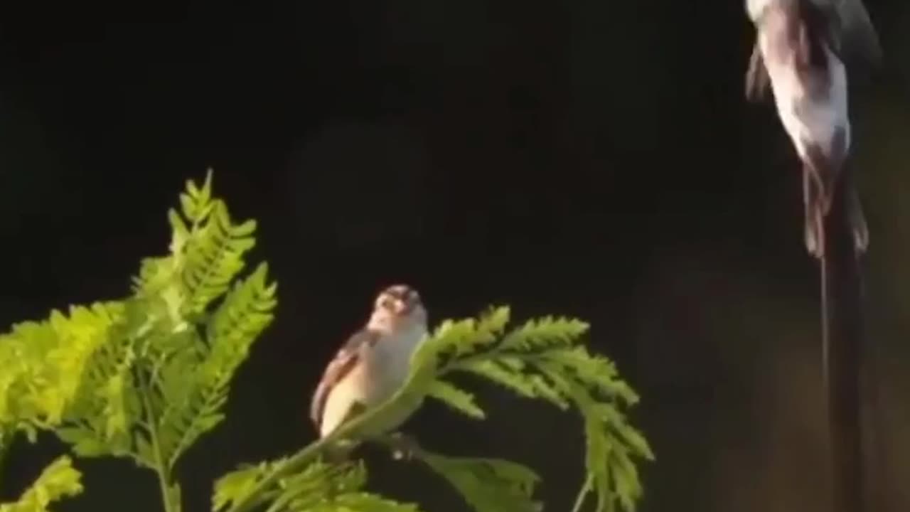 Tremendous Dance Of The Bird in The Air #shorts #shortvideo #video #virals #videoviral