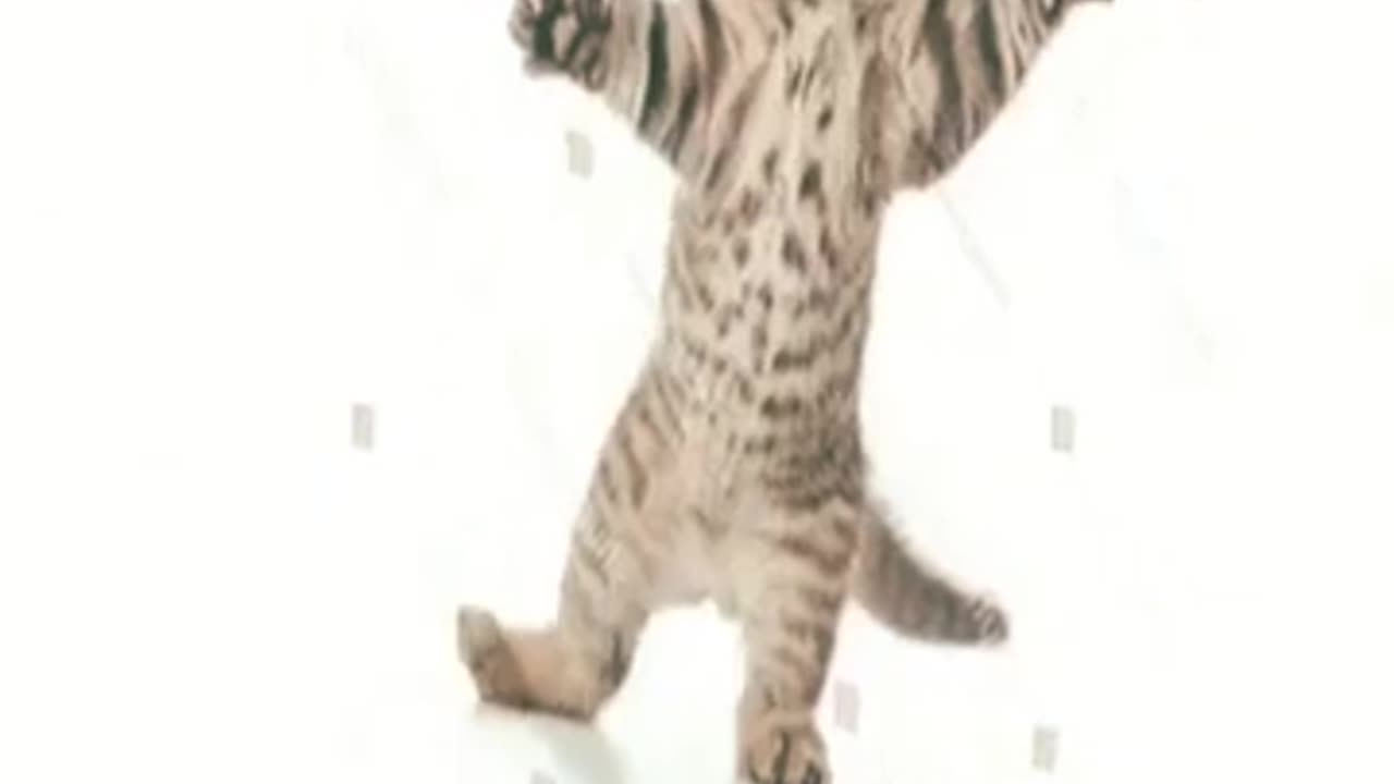 Cat dance