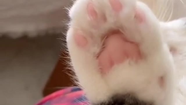 Funny Cats Video Series 19