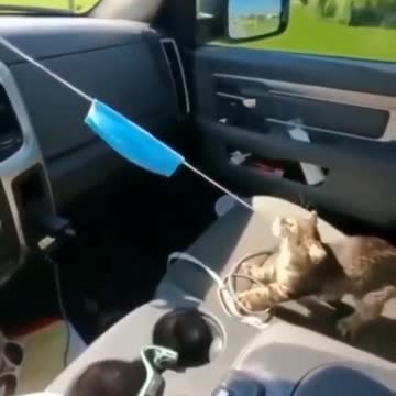 This kitty is done with the mouth masks!