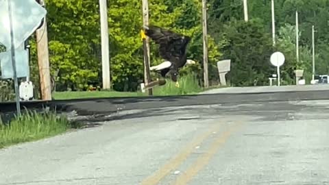 Bald eagle getting squirrell in Ohio 2022