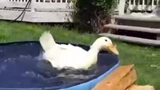 Funny Happy Animals Compilation 😂