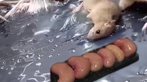It's not easy to eat
